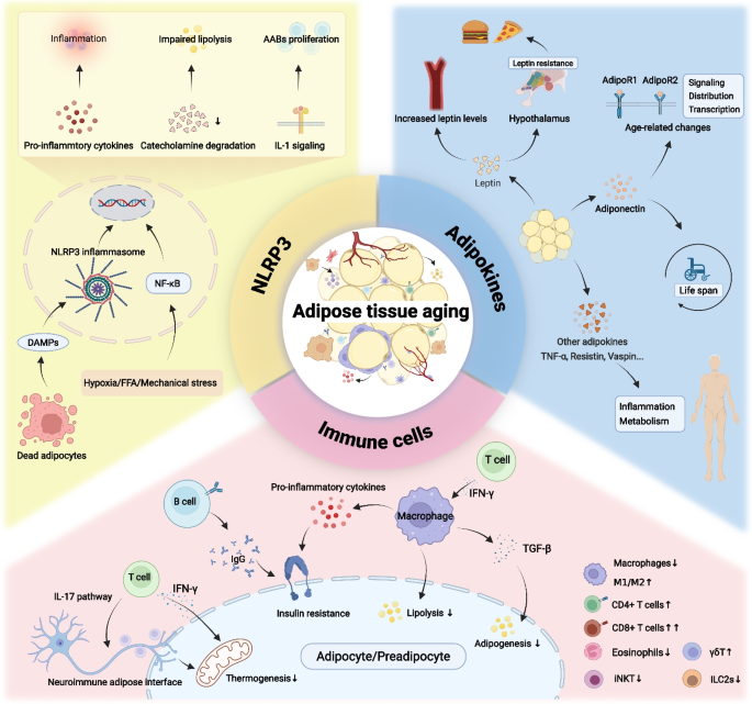 Adipose immune microenvironment: catalyst of age-related adipose tissue  dysfunction | Immunity & Ageing | Springer Nature Link