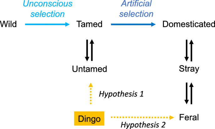 Research challenges perception that dingoes are virtually extinct