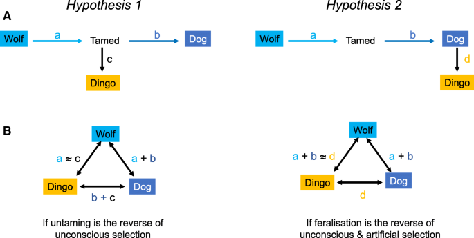 Research challenges perception that dingoes are virtually extinct