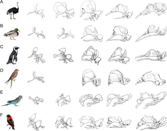 Frontiers  Common Patterns of Skull Bone Fusion and Their Potential to  Discriminate Different Ontogenetic Stages in Extant Birds