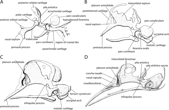 Frontiers  Common Patterns of Skull Bone Fusion and Their Potential to  Discriminate Different Ontogenetic Stages in Extant Birds