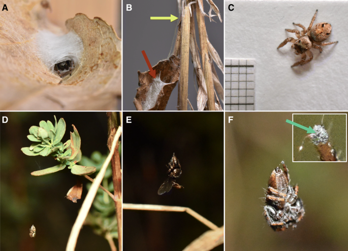 Jumping spiders have a mysterious nighttime habit