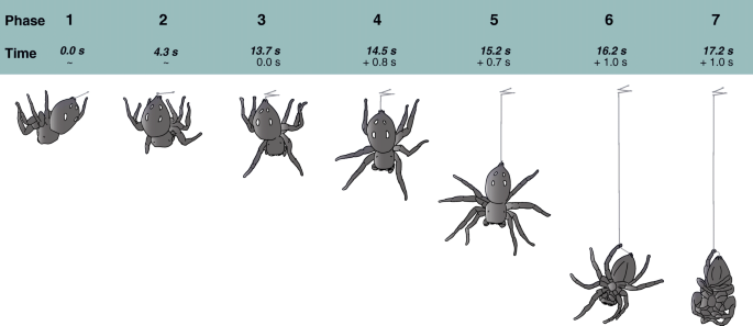 Why Jumping Spiders Spend All Night Hanging Out — Literally