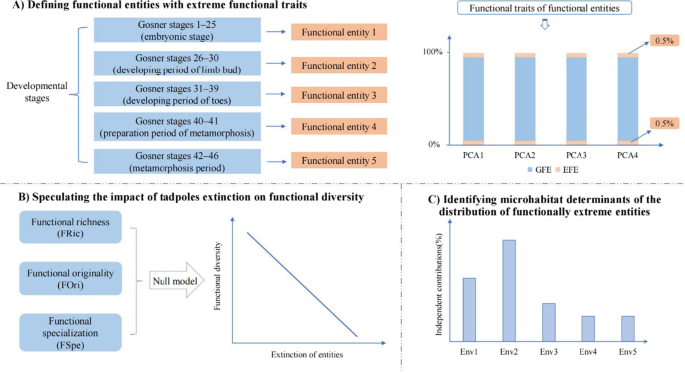 PDF) A functional vulnerability framework for biodiversity conservation