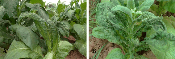 leaf curl of tobacco Molecular identification of tobacco leaf curl disease in Sichuan province  of China | Virology Journal