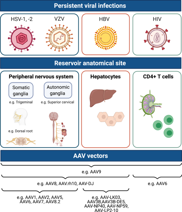 Optimization of AAV vectors to target persistent viral reservoirs, Virology Journal