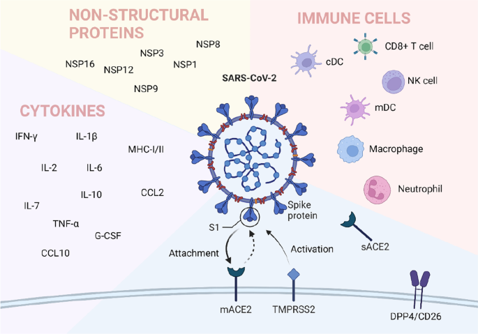 How does SARS-CoV-2 evade the immune defences?