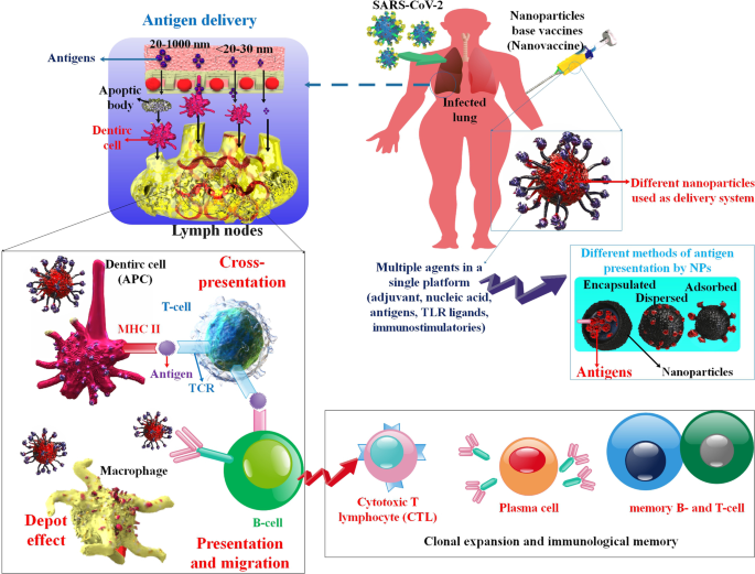 A novel N95 respirator with chitosan nanoparticles: mechanical, antiviral,  microbiological and cytotoxicity evaluations