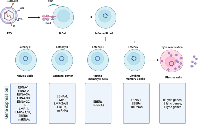 EBV Data Portal