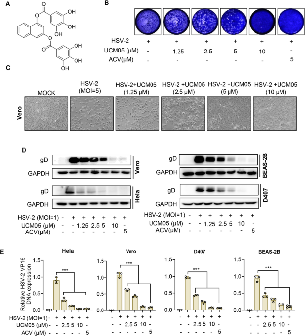 Small molecule UCM05 inhibits HSV-2 infection via targeting viral  glycoproteins and fatty acid synthase with potentiating antiviral immunity  | Virology Journal