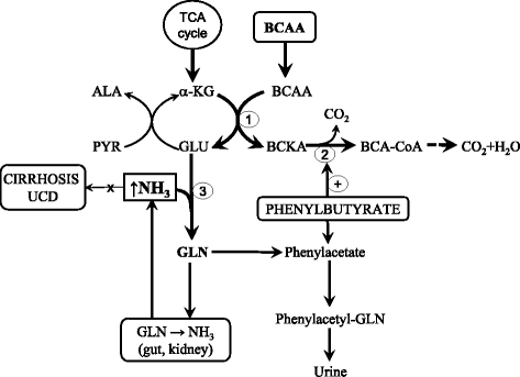 Branched-chain amino acids in health and disease: metabolism, alterations  in blood plasma, and as supplements | Nutrition & Metabolism | Full Text