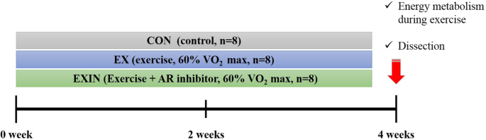 l carnitine increase androgen receptors Inhibition of androgen receptor can decrease fat metabolism by decreasing carnitine palmitoyltransferase I levels in skeletal muscles of trained mice | Nutrition & Metabolism