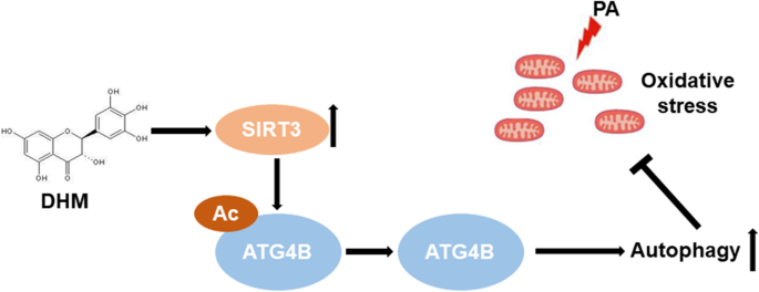 S. Typhimurium evades autophagy by disrupting Sirt1-dependent AMPK