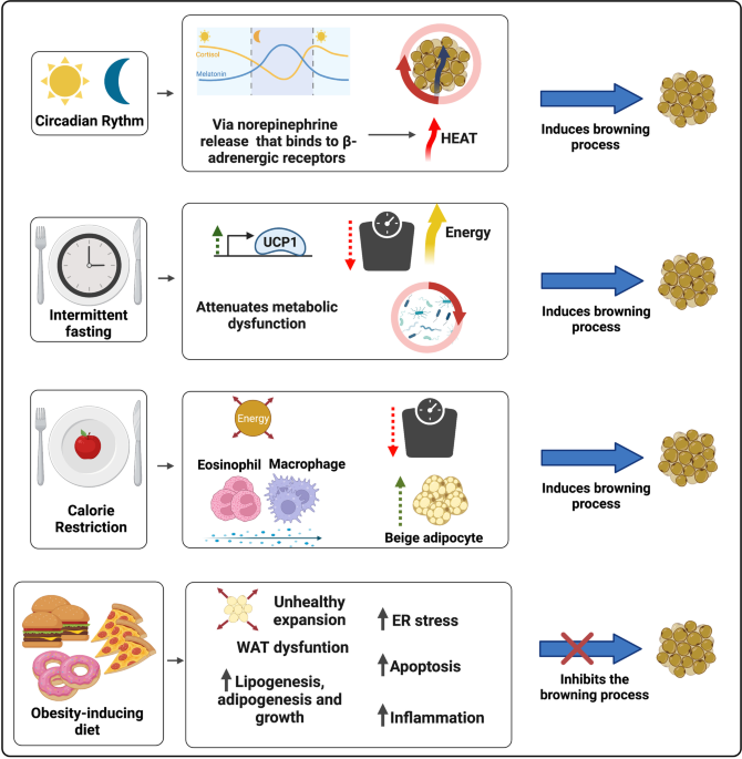 Browning of the white adipose tissue regulation: new insights into