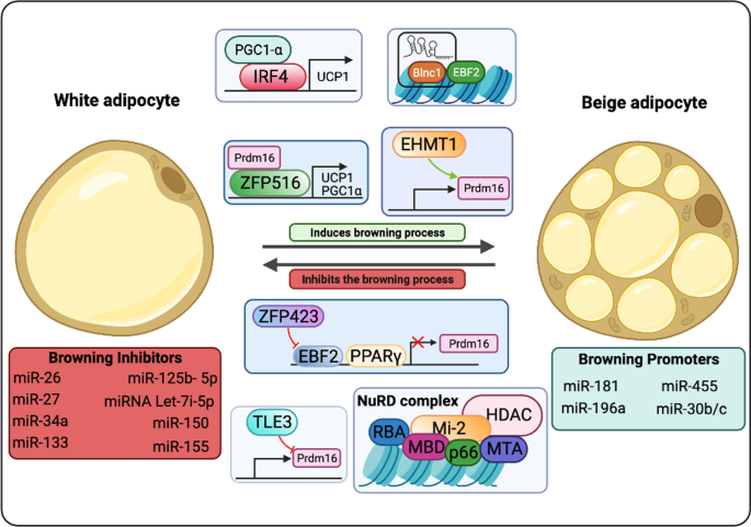 Upregulation of PGC-1 ␣ target genes in human white adipocytes. Gene