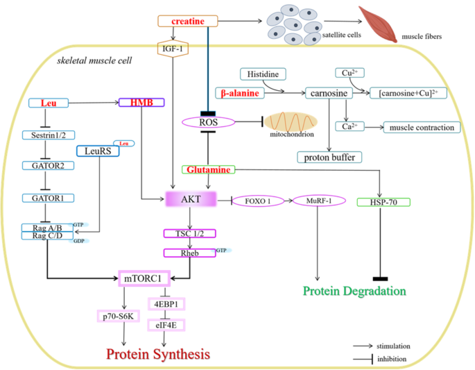 Amino acids regulating skeletal muscle metabolism: mechanisms of action, physical training dosage recommendations and adverse effects | Nutrition & Metabolism | Springer Nature Link Amino acids regulating skeletal muscle metabolism: mechanisms of action, physical training dosage recommendations and adverse effects | Nutrition & Metabolism | Springer Nature Link