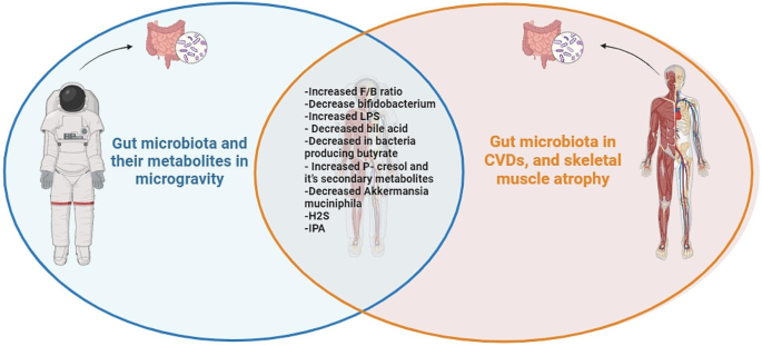 l carnitine causing diarrhea Gut matters in microgravity: potential link of gut microbiota and its  metabolites to cardiovascular and musculoskeletal well-being | Nutrition &  Metabolism