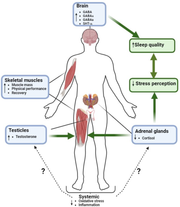 Withania somnifera (Ashwagandha) supplementation: a review of its  mechanisms, health benefits, and role in sports performance | Nutrition &  Metabolism