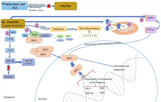 Omega-3 fatty acids and chemotherapy-induced toxicities: mechanisms and emerging evidence with a pediatric focus | Nutrition & Metabolism | Springer Nature Link Omega-3 fatty acids and chemotherapy-induced toxicities: mechanisms and emerging evidence with a pediatric focus | Nutrition & Metabolism | Springer Nature Link