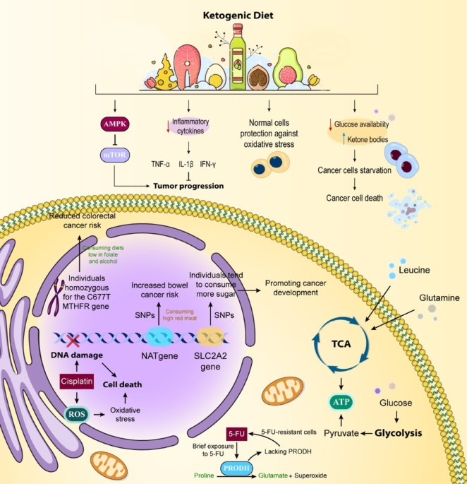 Nutritional approaches in combating therapeutic resistance and enhancing treatment efficacy in cancer: the impact of ketogenic diets | Nutrition & Metabolism | Springer Nature Link Nutritional approaches in combating therapeutic resistance and enhancing treatment efficacy in cancer: the impact of ketogenic diets | Nutrition & Metabolism | Springer Nature Link