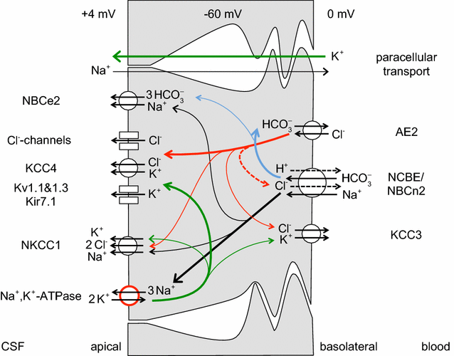 Fluid transport in the brain