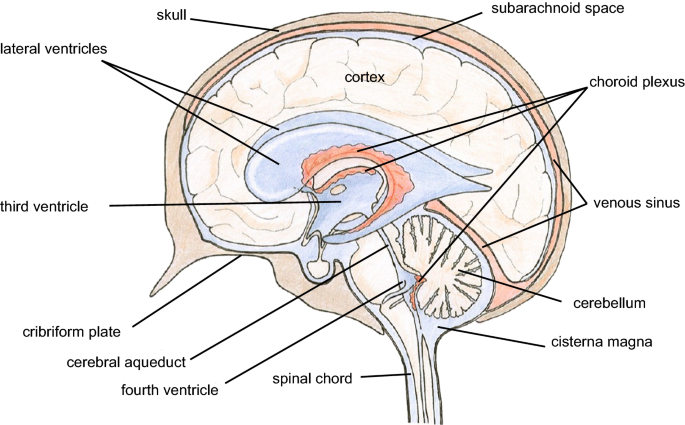 BIO 140 The Nervous System II SG (AND BRAIN) Flashcards