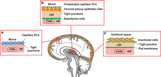 A blood–brain barrier overview on structure, function, impairment, and  biomarkers of integrity, Fluids and Barriers of the CNS