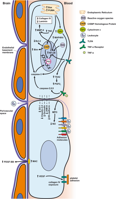 SAH Management Algorithm – Peripheral Brain