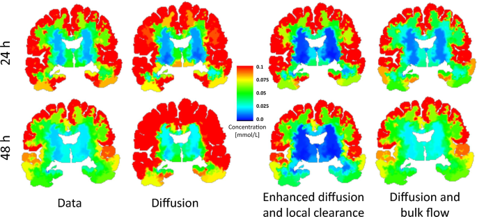 PDF) Diurnal oscillations of MRI metrics in the brains of male participants