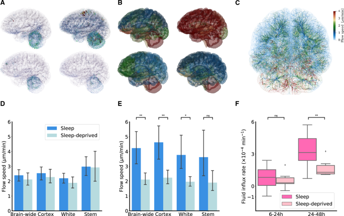 PDF) Diurnal oscillations of MRI metrics in the brains of male participants