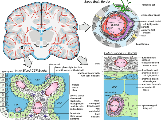 glutathione blood brain barrier in the Glutathione in Brain: Overview of