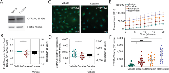 Cocaine regulates antiretroviral therapy CNS access through pregnane-x  receptor-mediated drug transporter and metabolizing enzyme modulation at  the blood brain barrier, Fluids and Barriers of the CNS