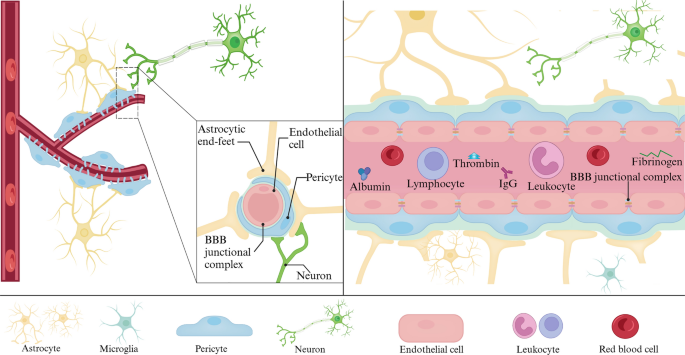 dihexa bbb permeability Cellular and molecular mechanisms of the blood–brain barrier dysfunction in neurodegenerative diseases | Fluids and Barriers of the CNS Frontiers | Study of BBB