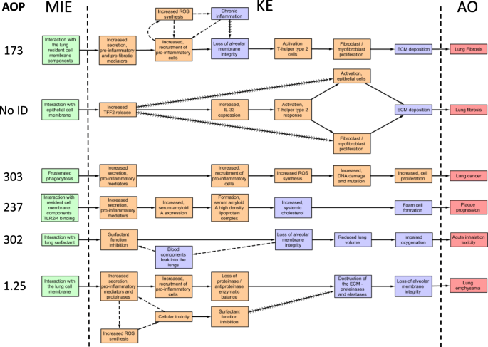 Development of Adverse Outcome Pathway for PPARγ Antagonism Leading to  Pulmonary Fibrosis and Chemical Selection for Its Validation: ToxCast  Database and a Deep Learning Artificial Neural Network Model-Based Approach