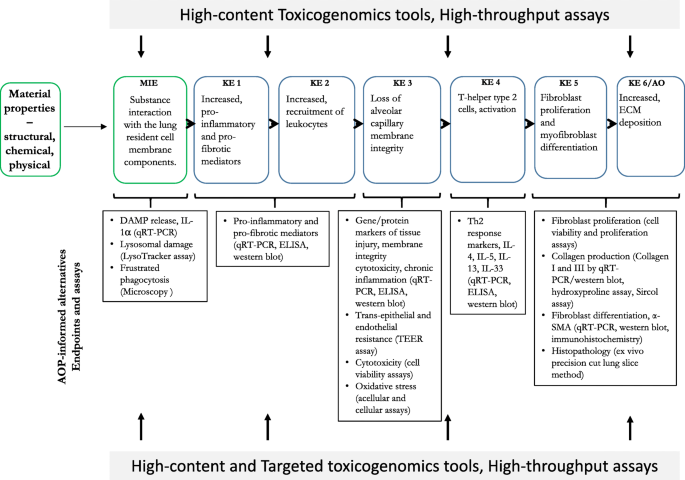 Development of Adverse Outcome Pathway for PPARγ Antagonism Leading to  Pulmonary Fibrosis and Chemical Selection for Its Validation: ToxCast  Database and a Deep Learning Artificial Neural Network Model-Based Approach