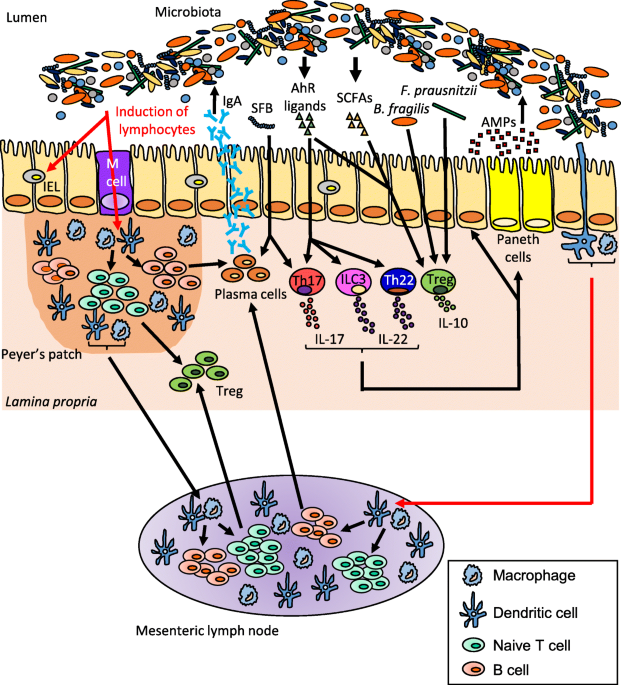 Frontiers  Importance of Zinc Nanoparticles for the Intestinal Microbiome  of Weaned Piglets