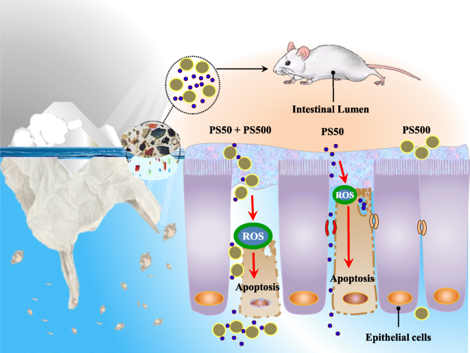 Exposure to polystyrene nanoplastics induces an anxiolytic-like effect,  changes in antipredator defensive response, and DNA damage in Swiss mice -  ScienceDirect