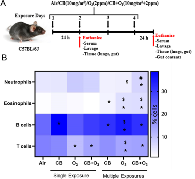 Age of Laboratory Hamster and Human: Drawing the Connexion – Biomedical and  Pharmacology Journal