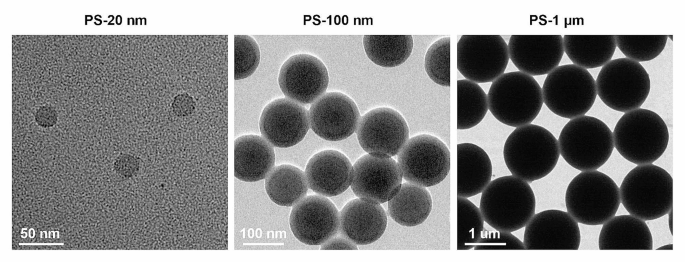 glutathione coated polystyrene particles microspheres could inhibit the ferroptosis of prostate cancer cells via USP39/IGF2BP3/MAPK4 axis | Journal of Translational Medicine PS Nanoparticles, Microparticles - CD