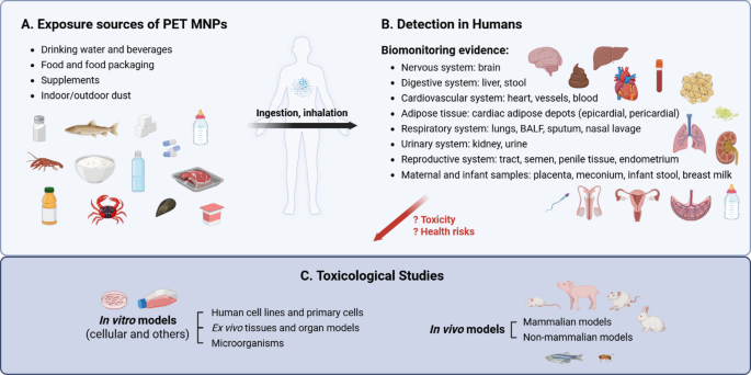 Small particles, large questions: unravelling the toxicity and potential  health risks of PET micro-/nanoplastics | Particle and Fibre Toxicology |  Springer Nature Link