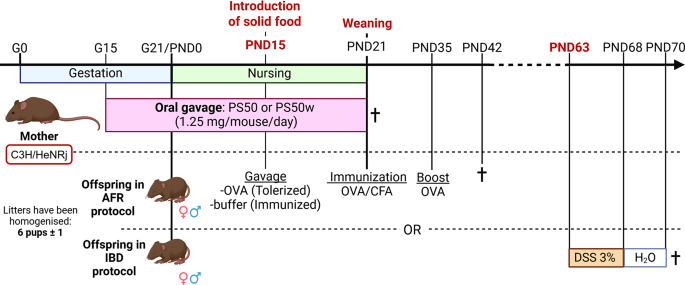 Perinatal exposure to nano-polystyrene: deleterious imprinting on inflammatory bowel diseases