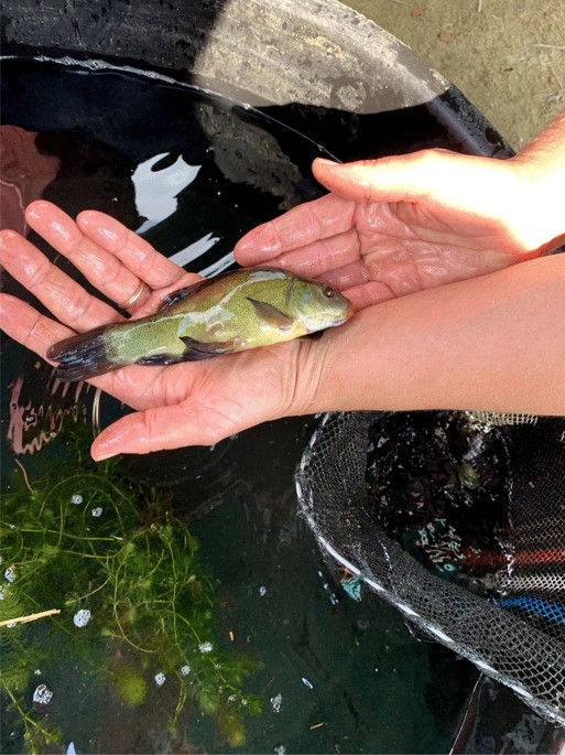 Fishing and integrated subsistence in central Mexican domesticated