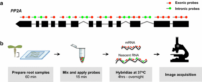 Turbo FISH: A Method for Rapid Single Molecule RNA FISH