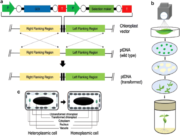 Recent achievements obtained by chloroplast transformation | Plant Methods 