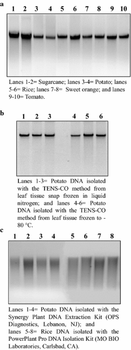 Reproducible genomic DNA preparation from diverse crop species for  molecular genetic applications | Plant Methods | Springer Nature Link