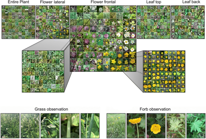 Flowers, leaves or both? How to obtain suitable images for automated plant  identification | Plant Methods | Springer Nature Link