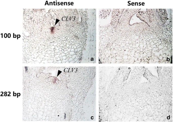 In situ hybridization analysis of mRNAs for Egam1c and the Prl gene