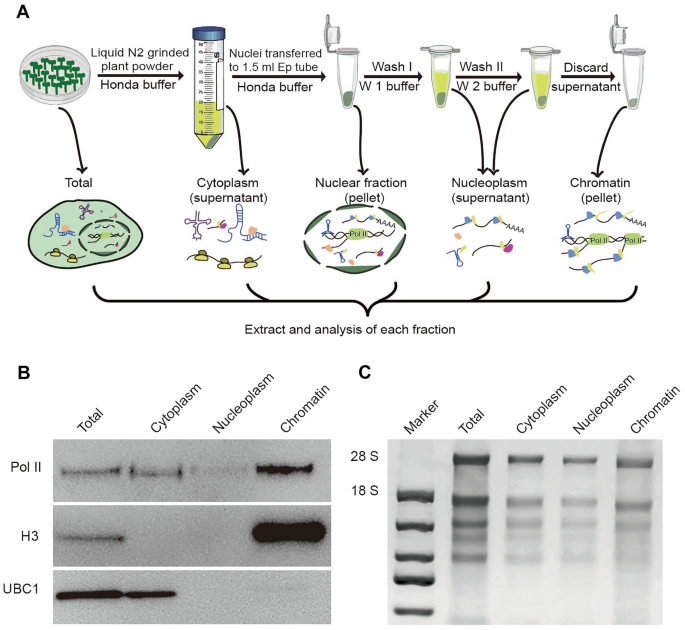 A simple and robust method for isolating and analyzing chromatin-bound RNAs  in Arabidopsis | Plant Methods | Full Text
