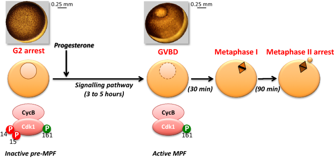 HN1 overexpression after Nocodazole Block (post-G2) using transient