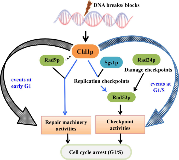 Life-cycle assessment of yeast-based single-cell protein